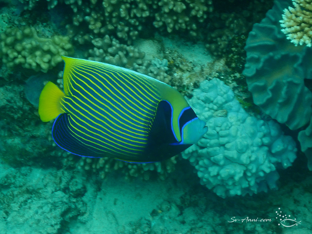 Emperor Angelfish