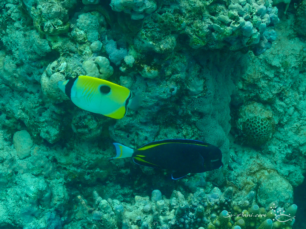 Teardrop Butterflyfish & Velvet Surgeonfish