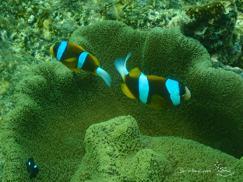 Orangefin Anemonefish & Juvenile Threespot Humbug