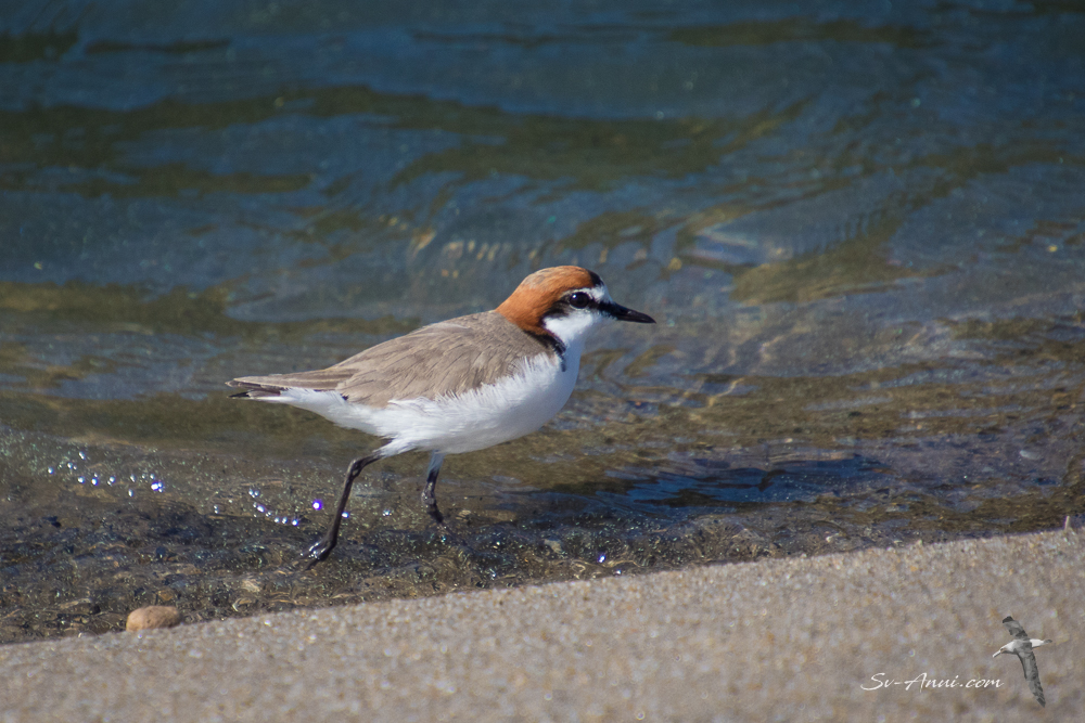 Red-capped Dotterel