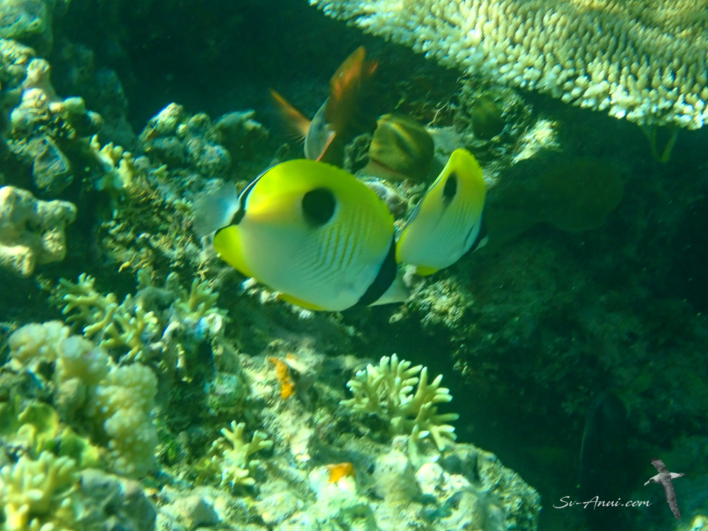 Teardrop Butterflyfish