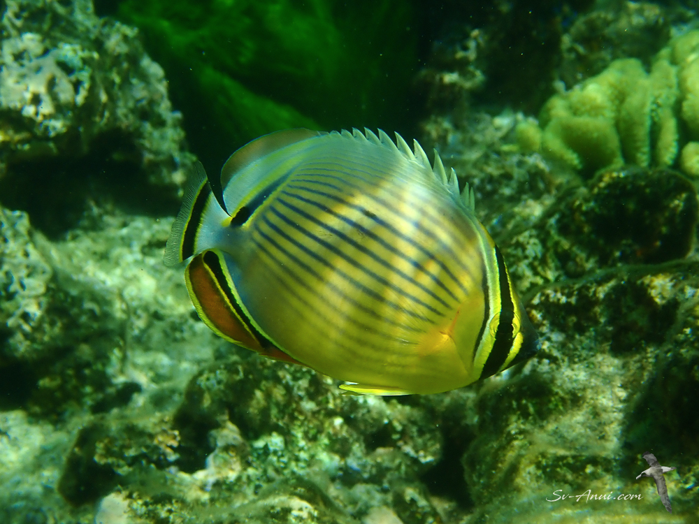 Pinestripe Butterflyfish