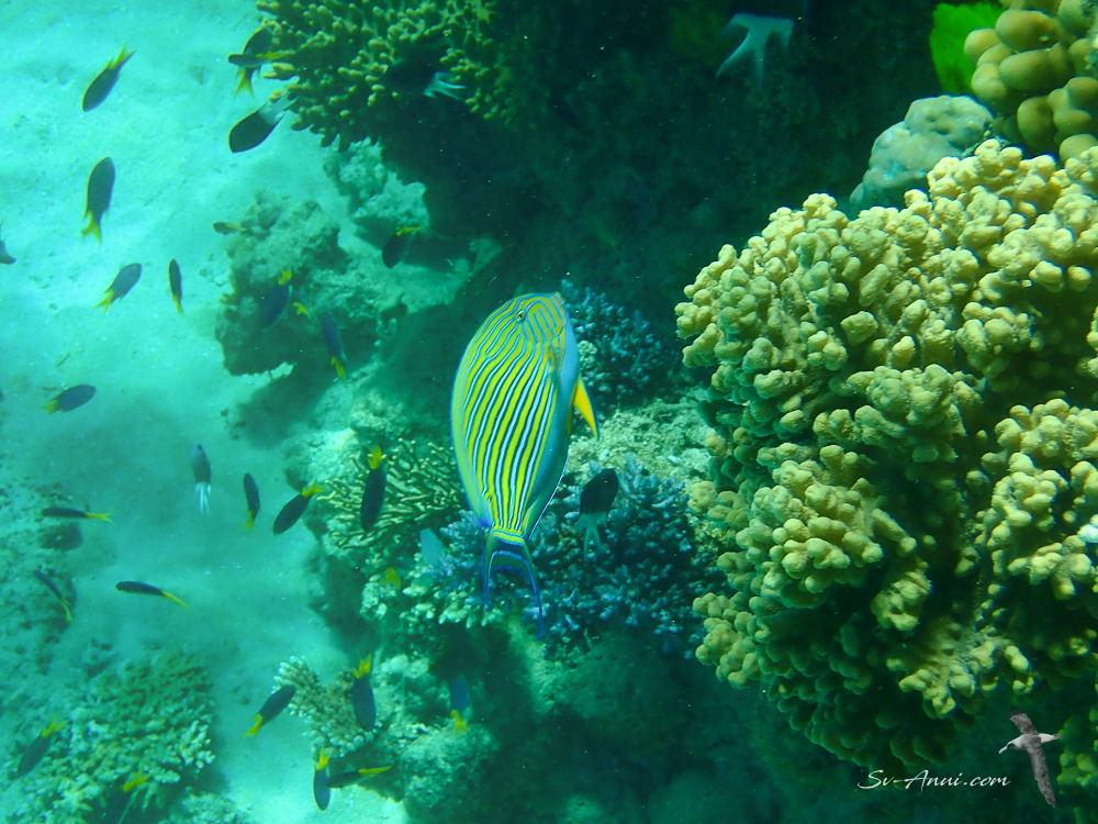 Bluelined Surgeonfish