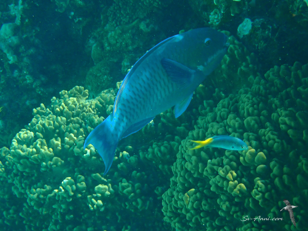 Steephead Parrotfish & Fusilier