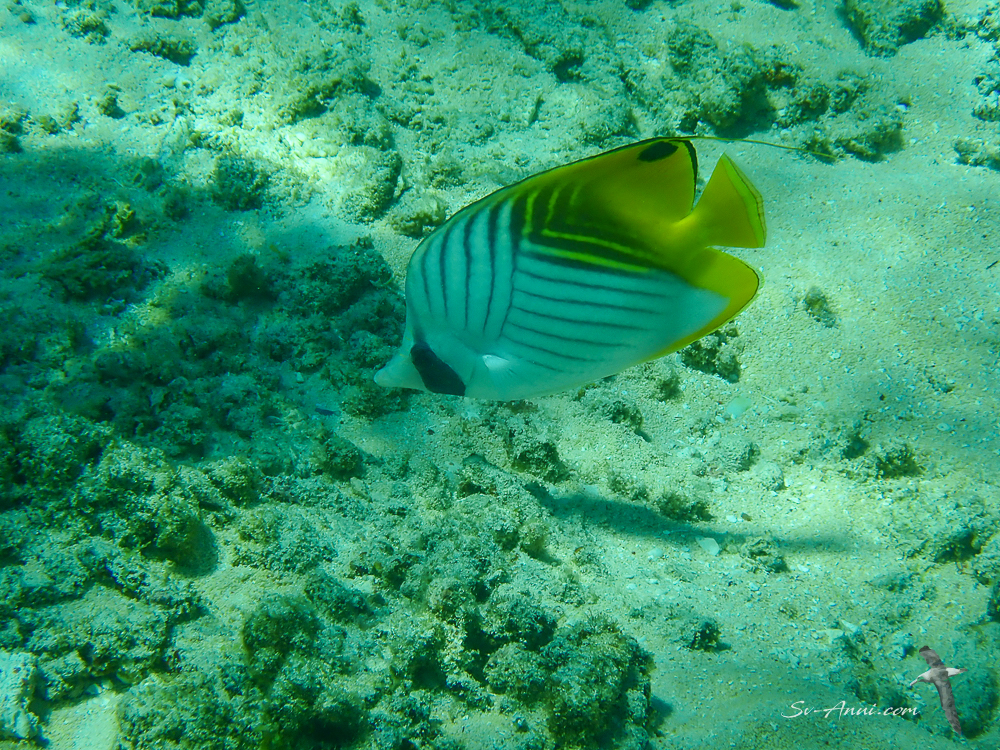 Threadfin Butterflyfish