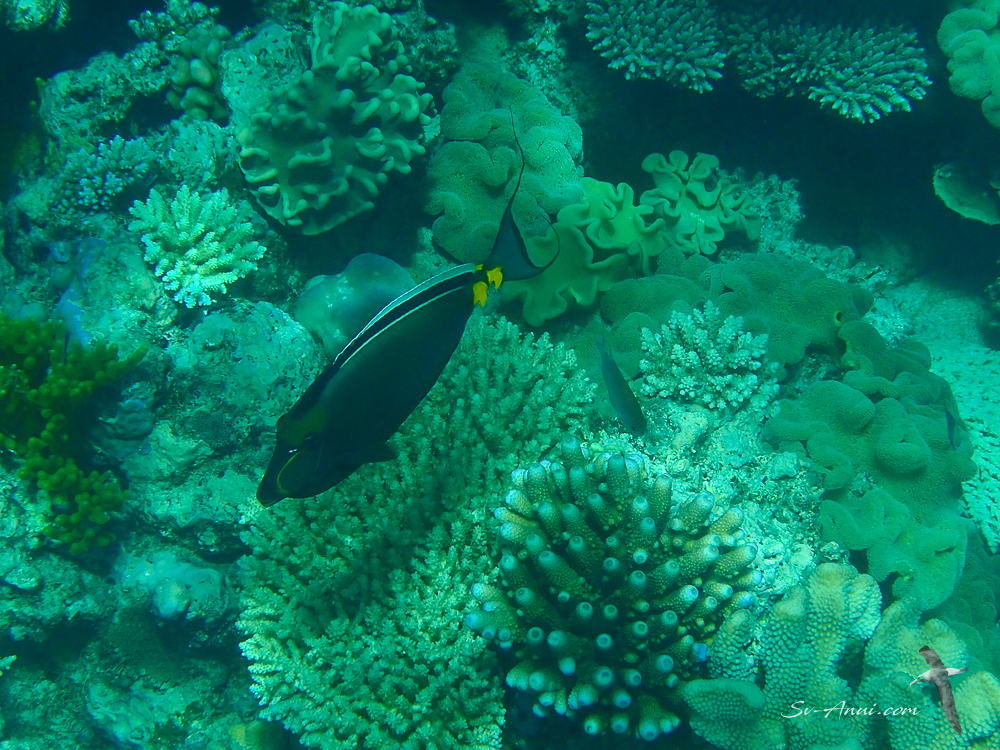 Clown Surgeonfish