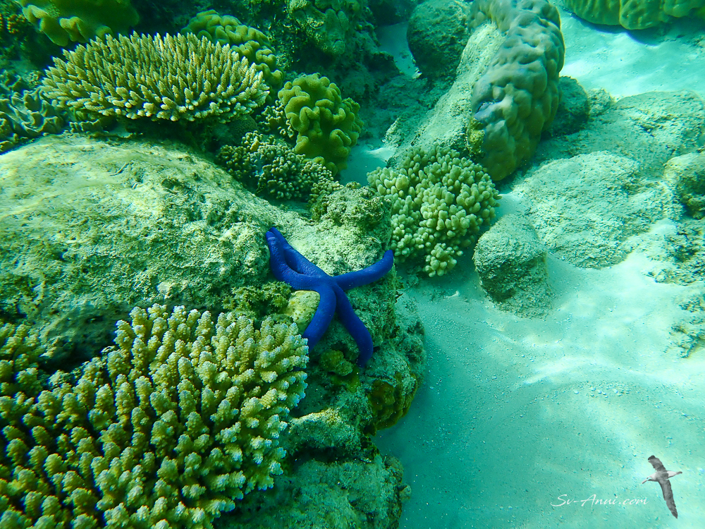 Purple Sea Star