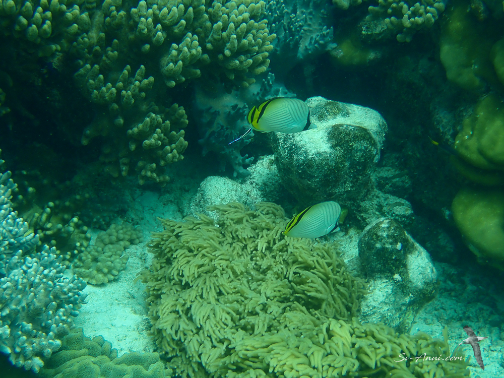 Vagabond Butterflyfish