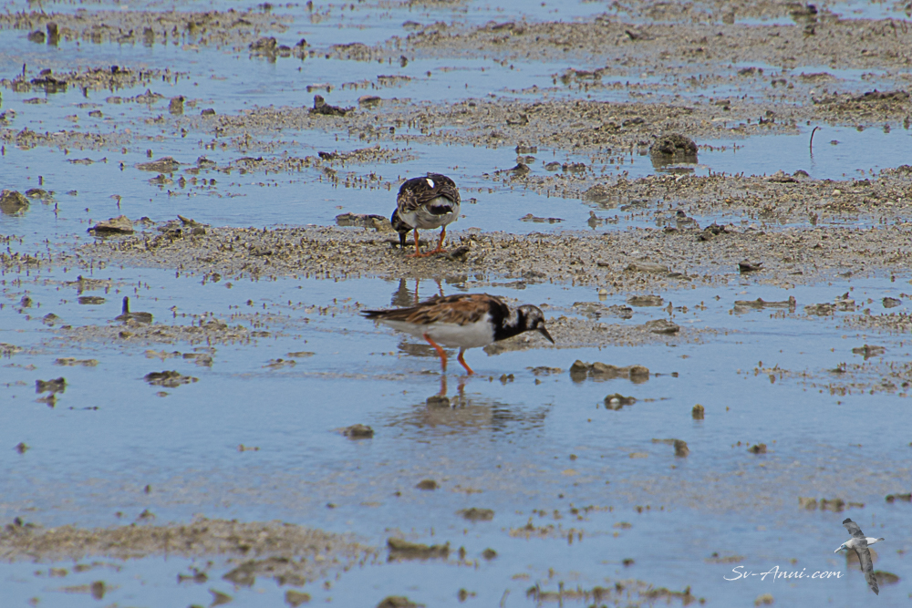 Ruddy Turnstones