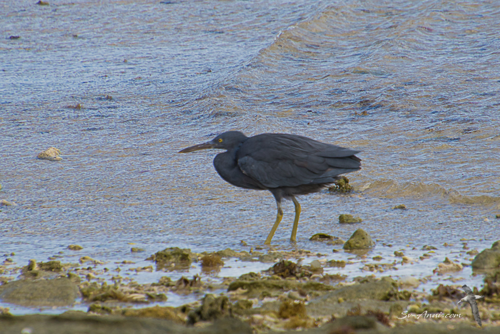 Reef Egret - Dark phase