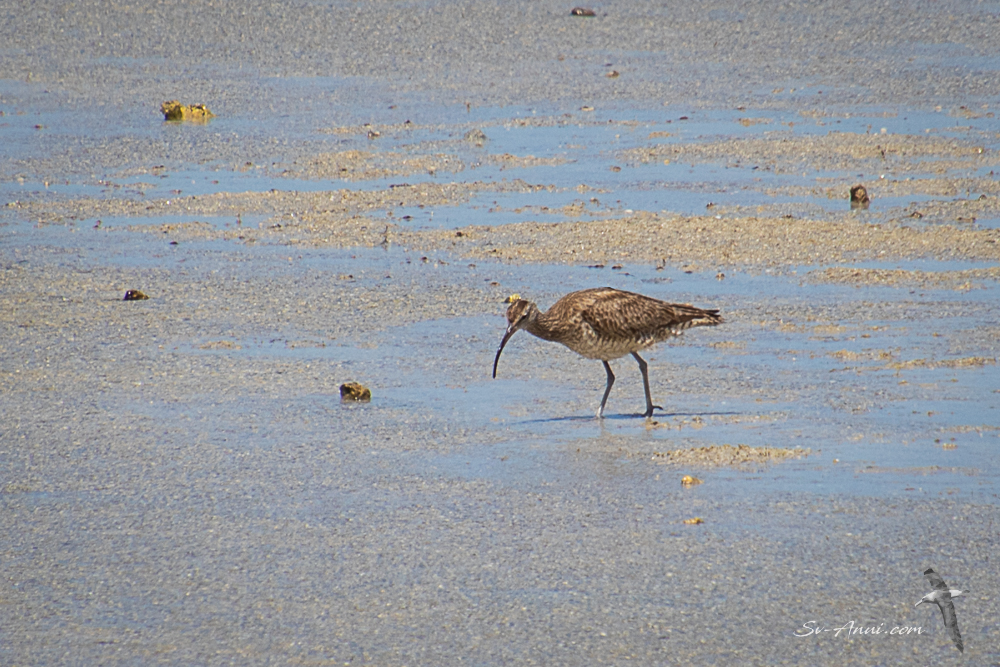 Whimbrel