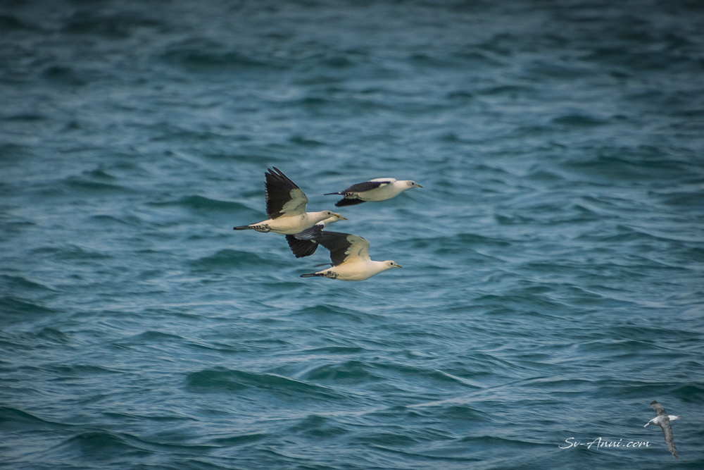 Imperial Pied Pigeons