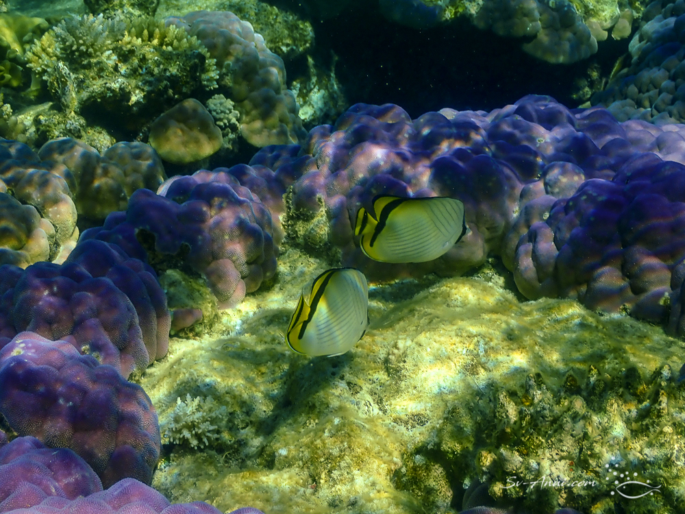 Vagabond Butterflyfish