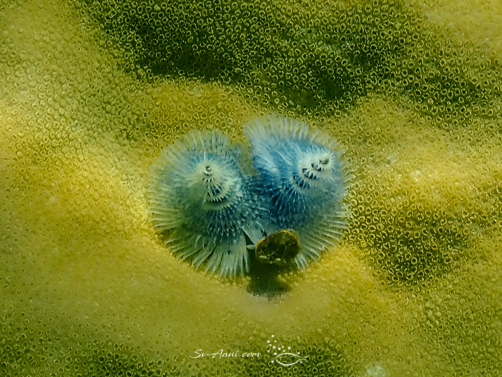 Christmas Tree Worm