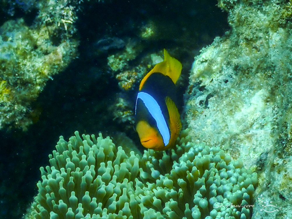 Blackback Anemonefish