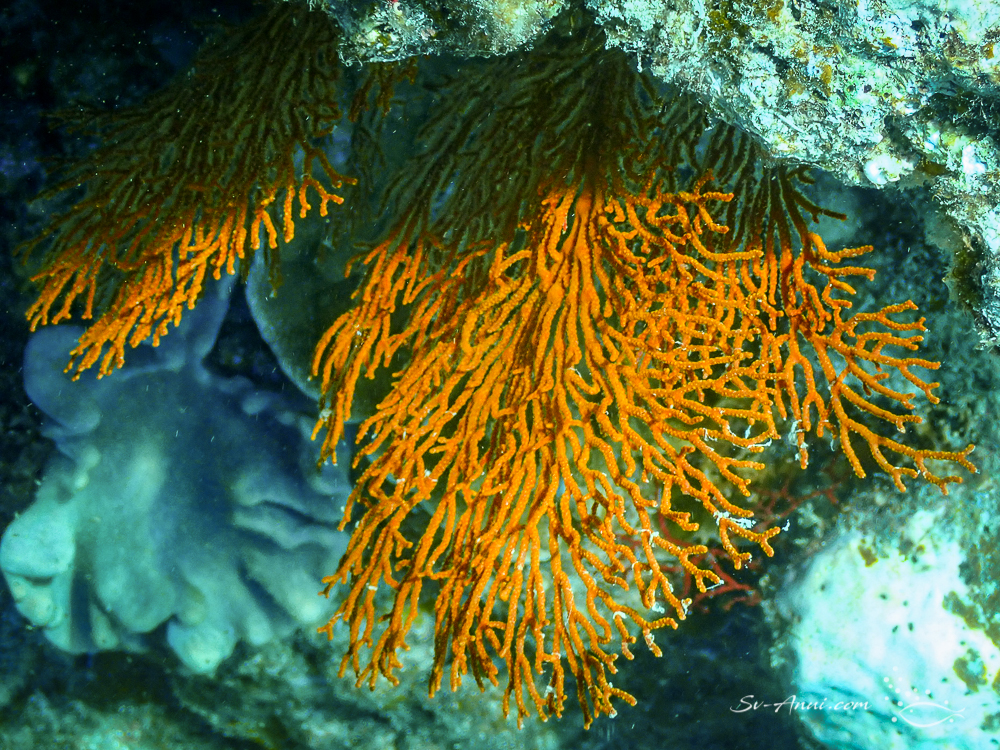 Gorgonian Fan