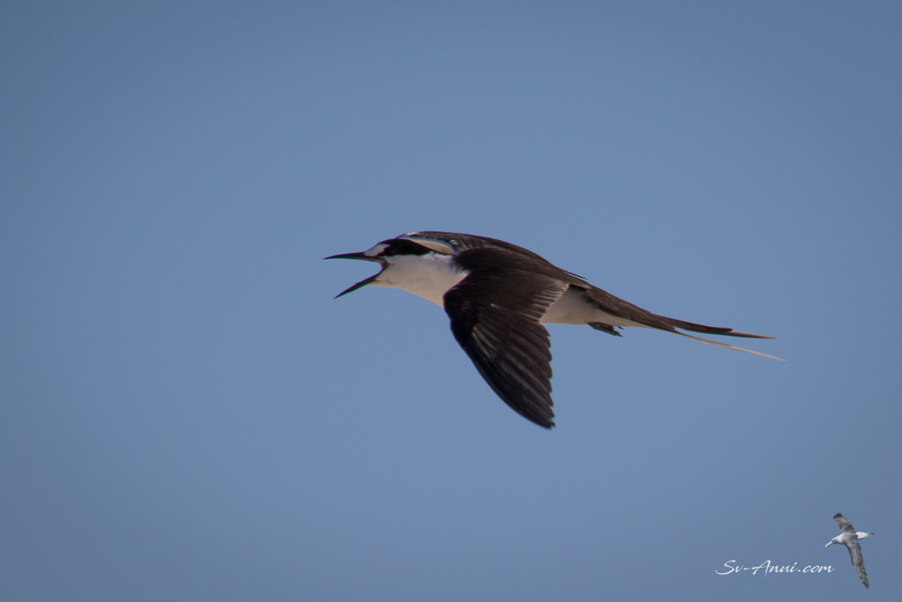 Sooty Tern in flight