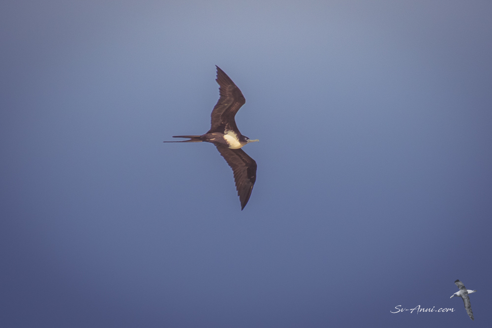 Frigate Bird in flight