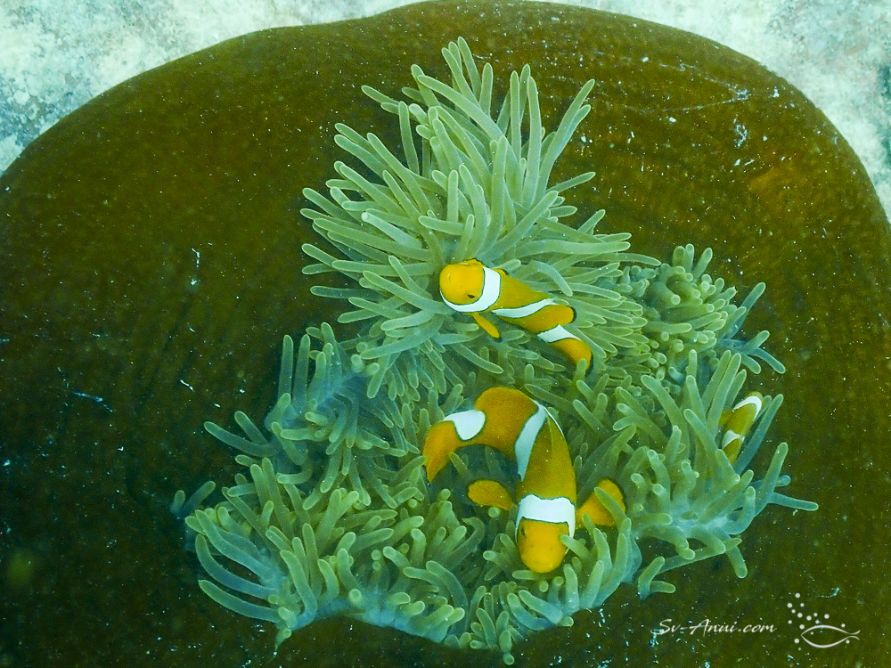 Eastern Clownfish