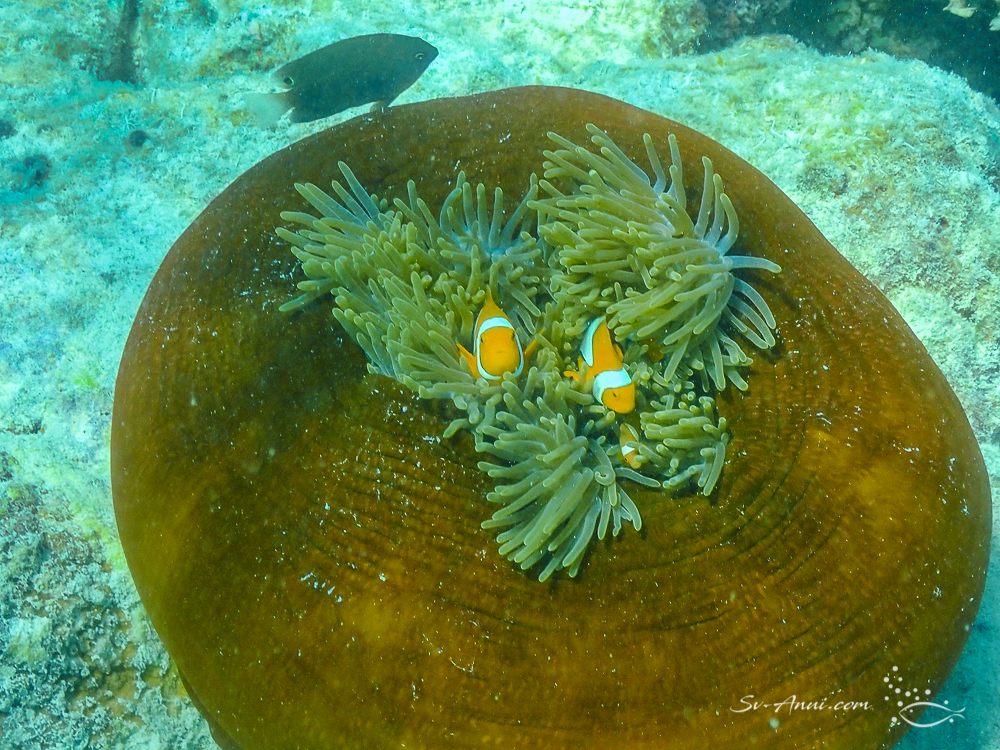 Eastern Clownfish