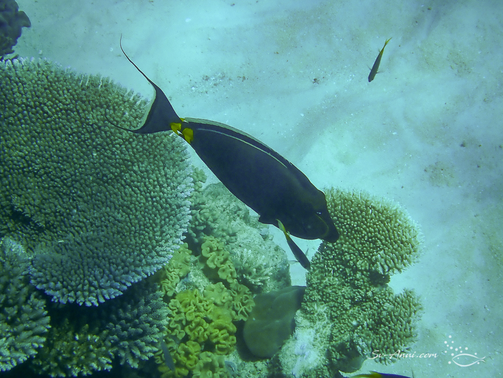 Clown Unicornfish