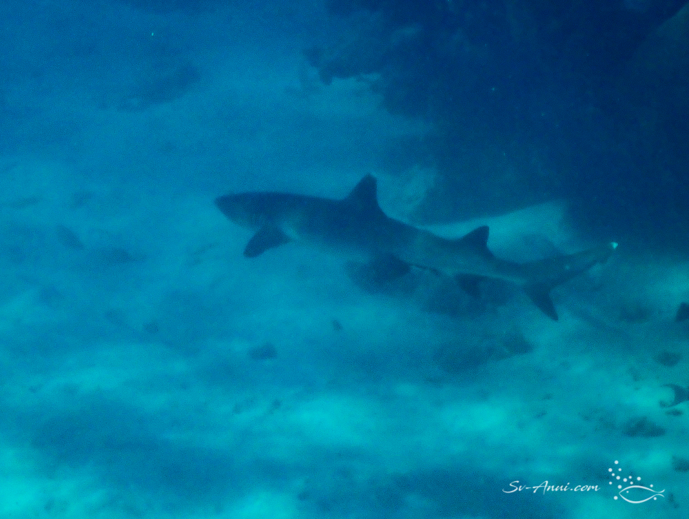 Whitetip Shark