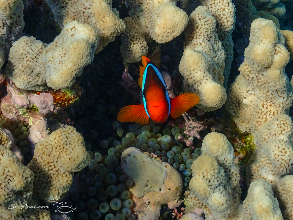 Blackback Anemonefish