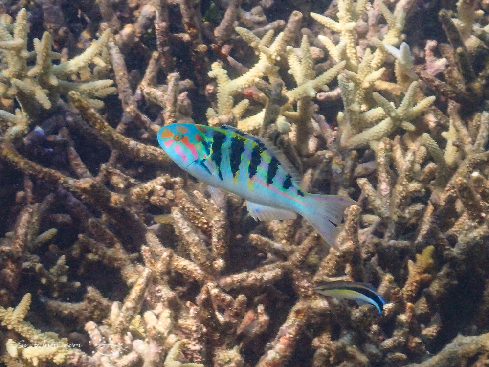 Sixbar Wrasse