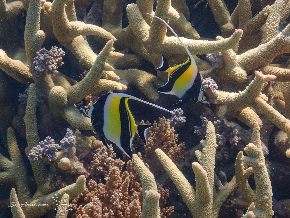 Moorish Idols