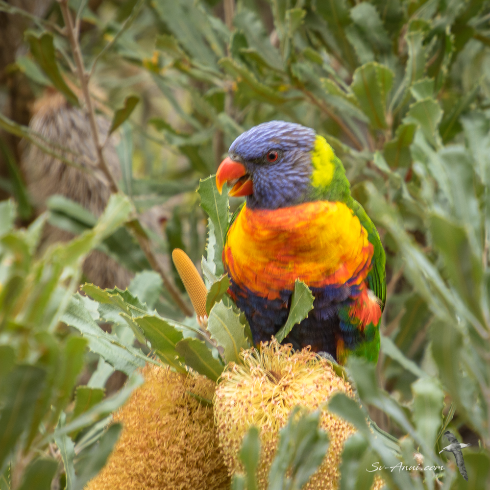 Rainbow Lorikeet