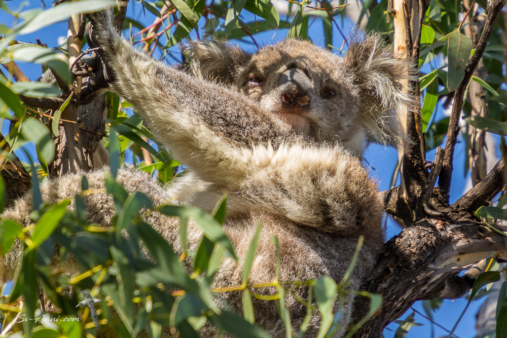 Raymond Island Koala
