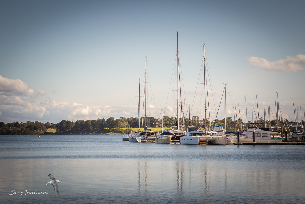 Cat Squad at Paynesville