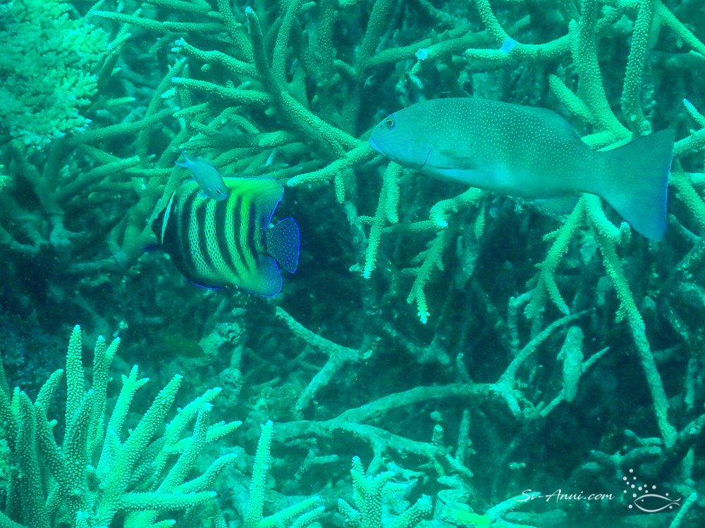 Sixband Angelfish and Coral Trout
