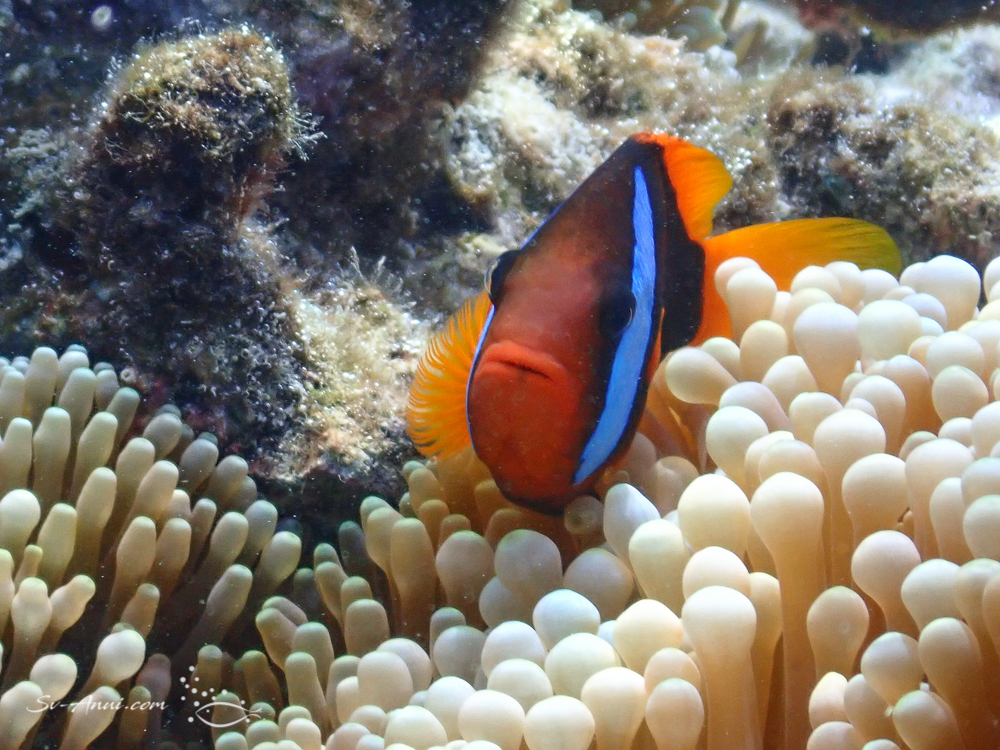 Blackback Anemonefish