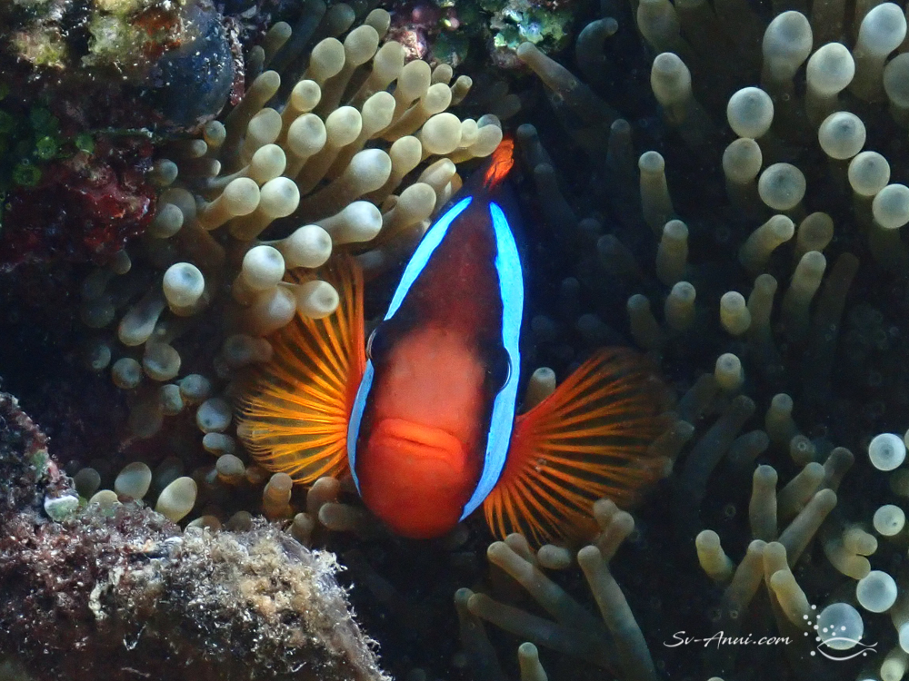 Blackback Anemonefish