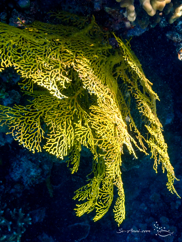 Gorgonian Fan