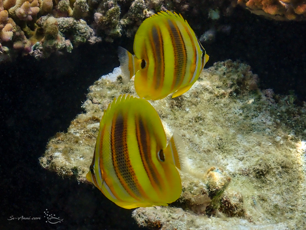 Rainford's Butterflyfish