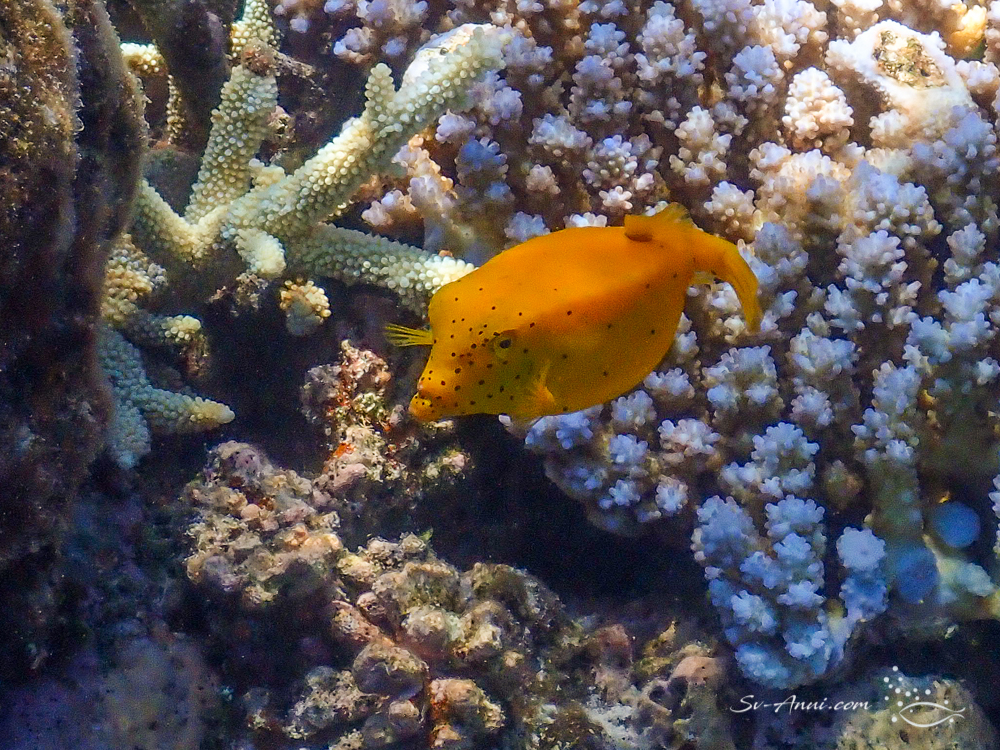 Yellow Boxfish