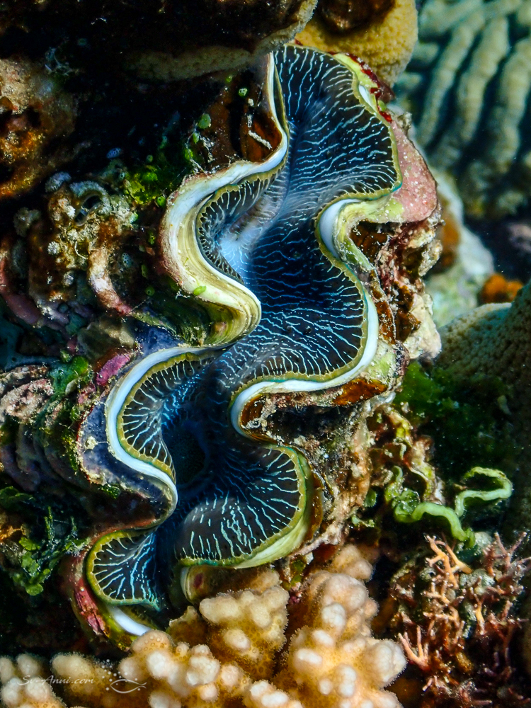 Giant Clam