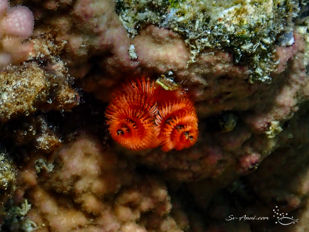 Christmas Tree Worms