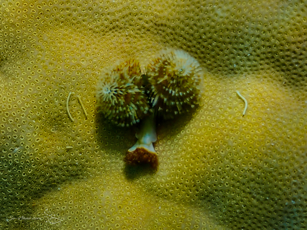 Christmas Tree Worms
