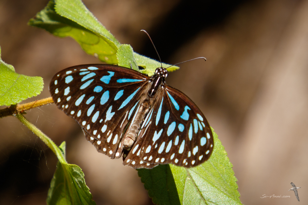 Blue Tiger butterfly