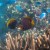 Dusky Butterflyfish and Blue Pullers