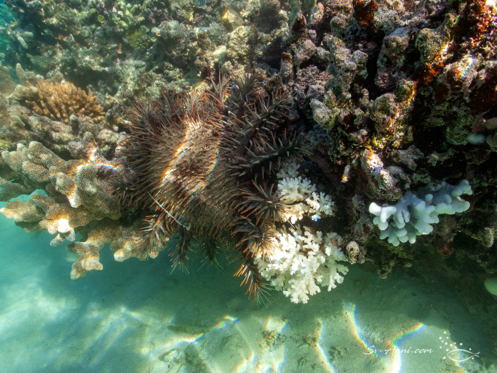 Crown of Thorn Starfish