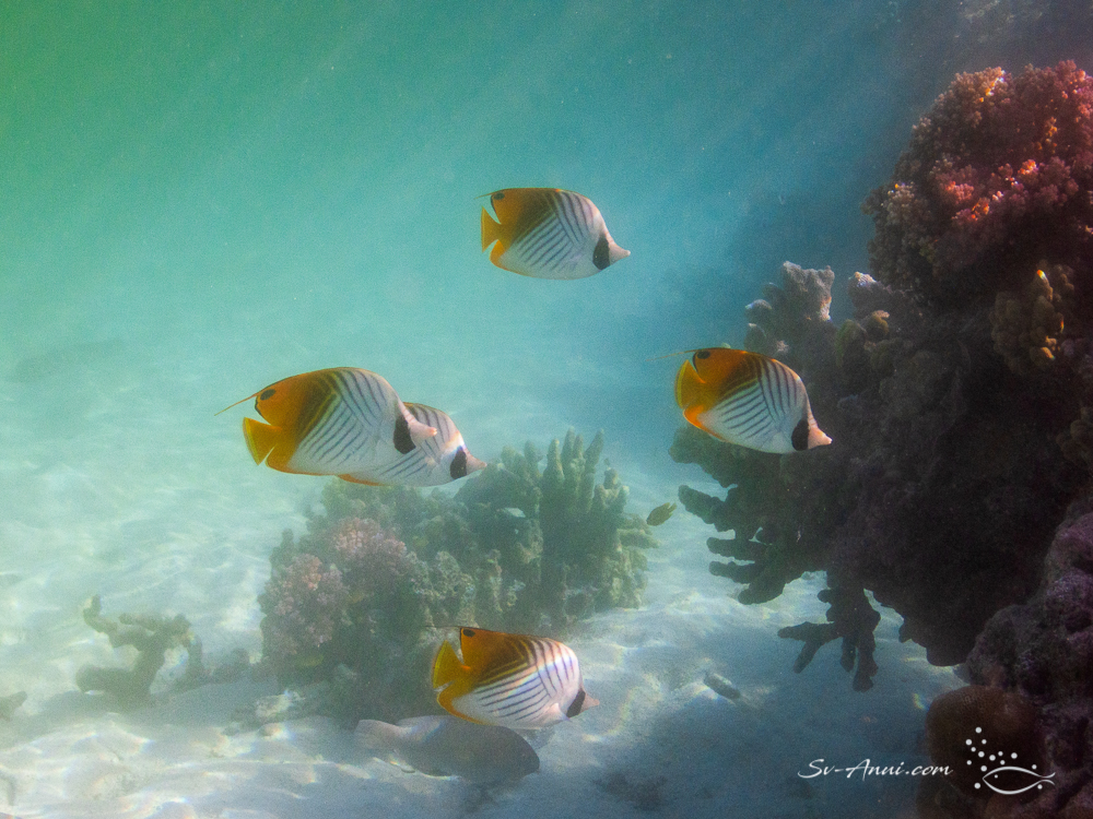 Threadfin Butterflyfish