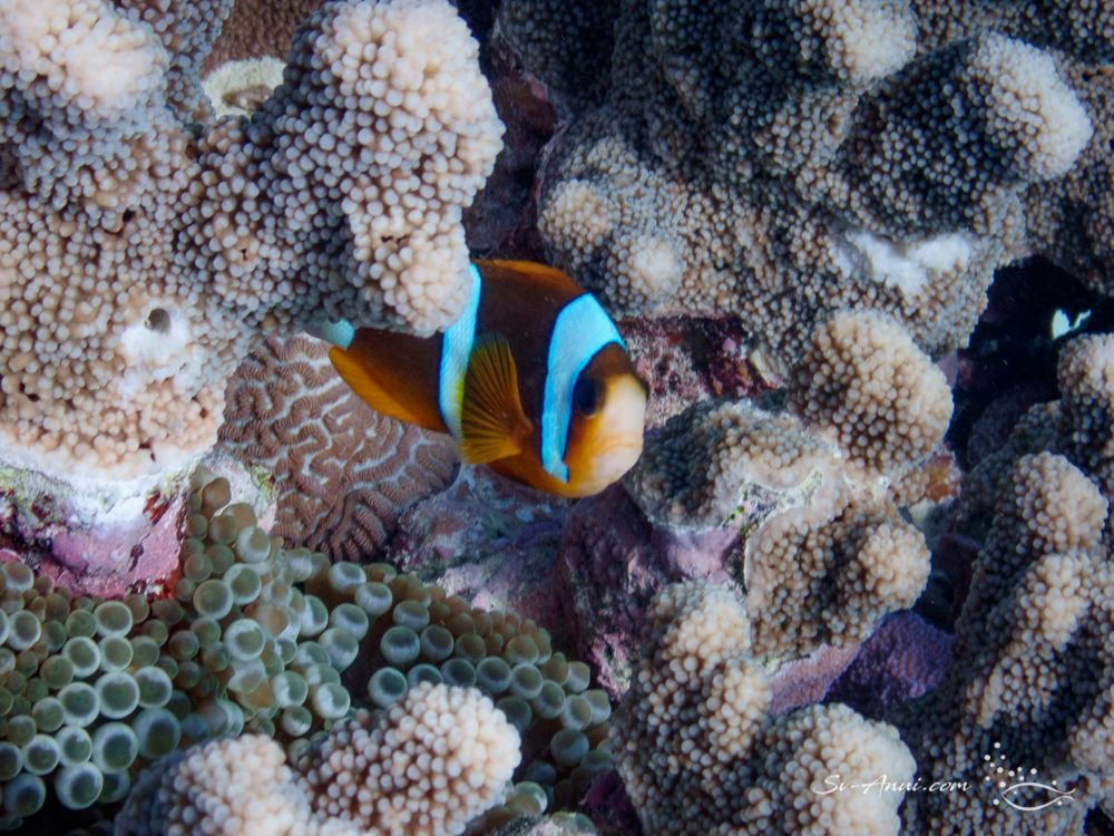 Orangefin Anemonefish