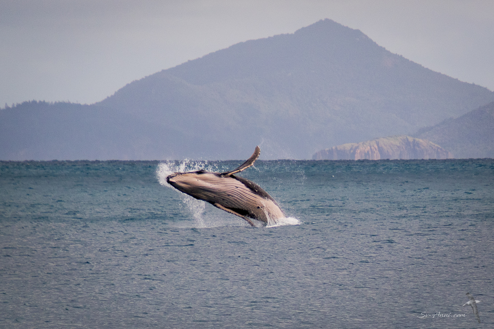 Humpback Whale breaching