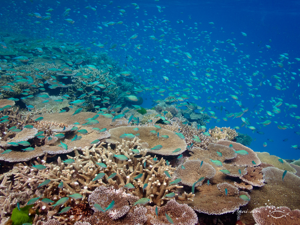 Coral at John Brewer Reef