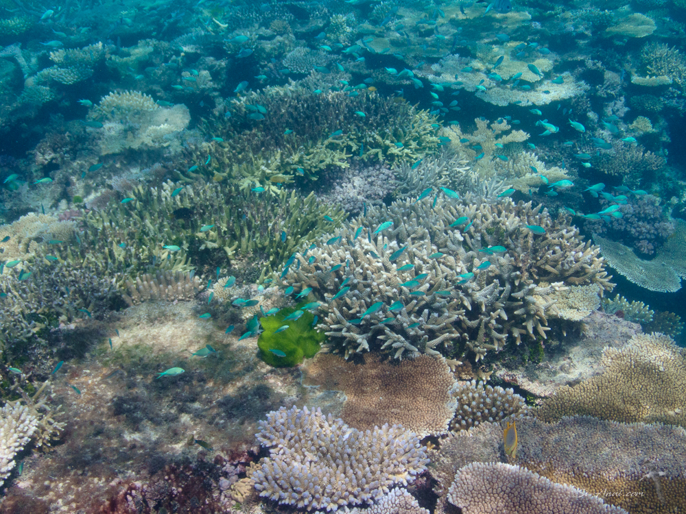 Keeper Reef coral