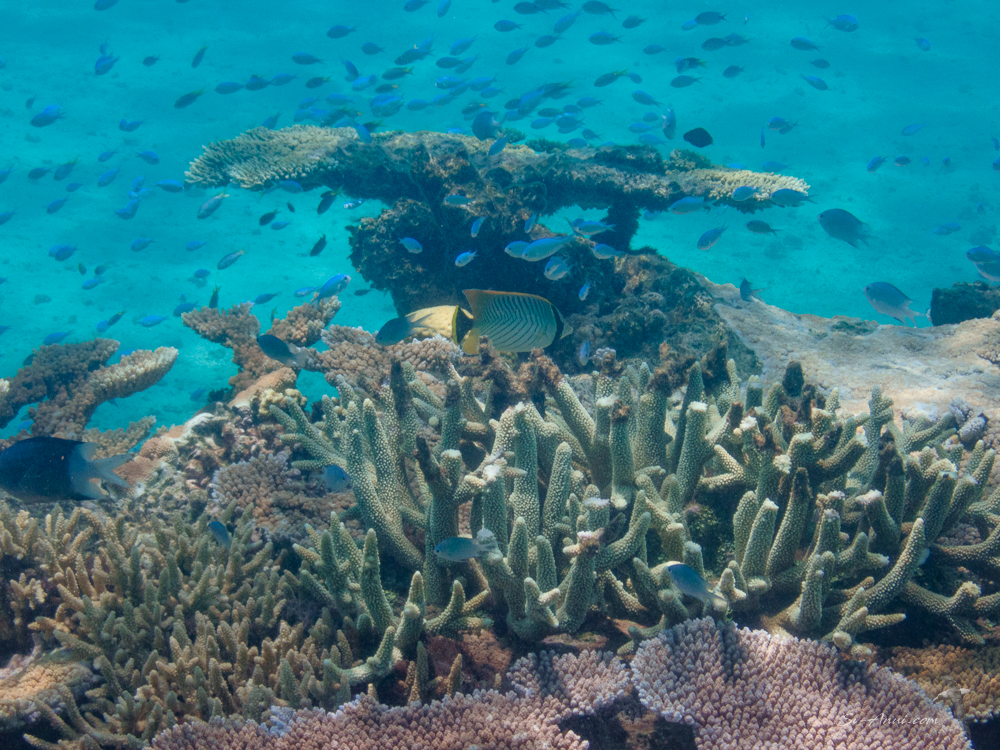 Lodestone Reef coral